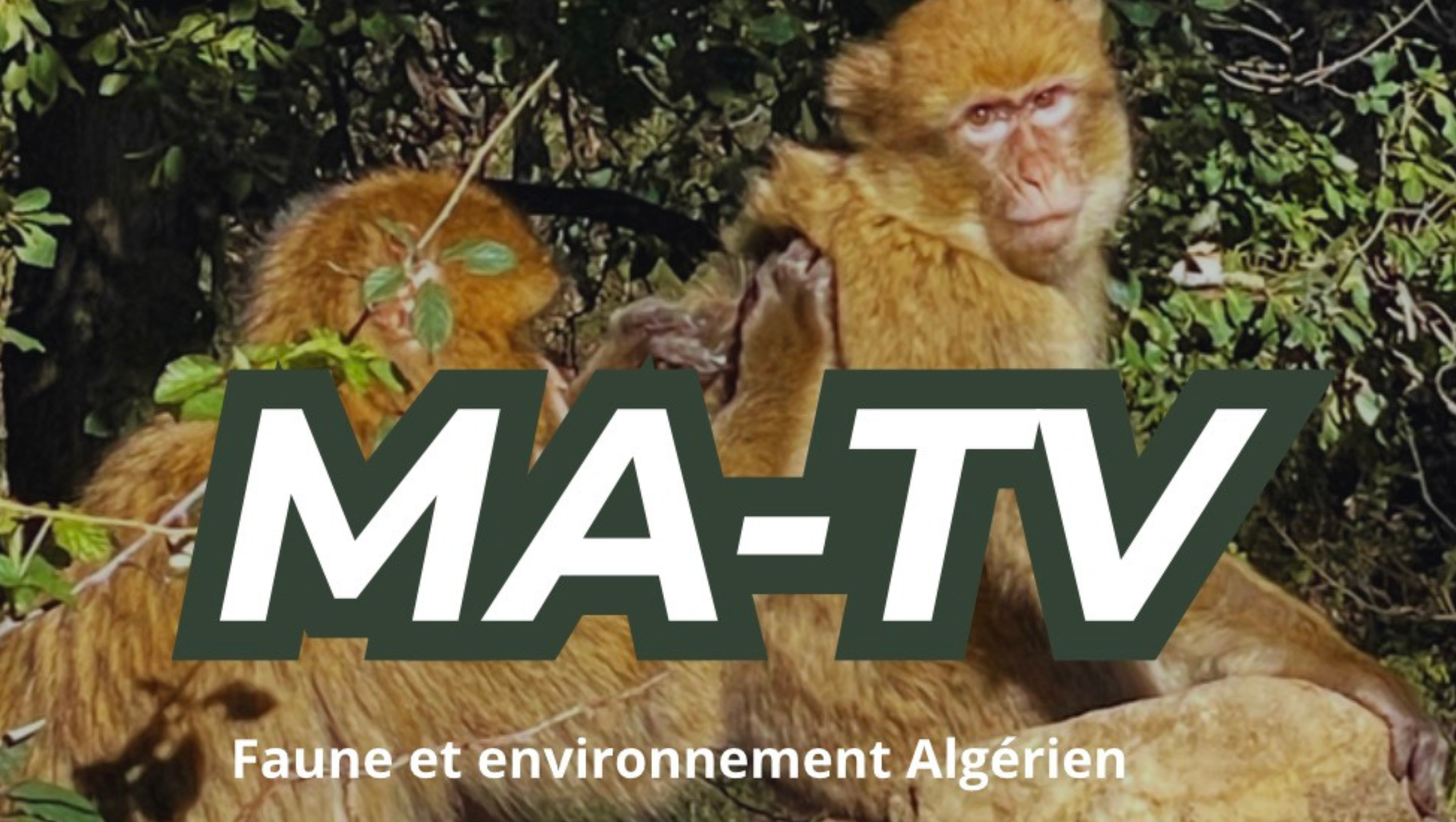 MA-TV-1